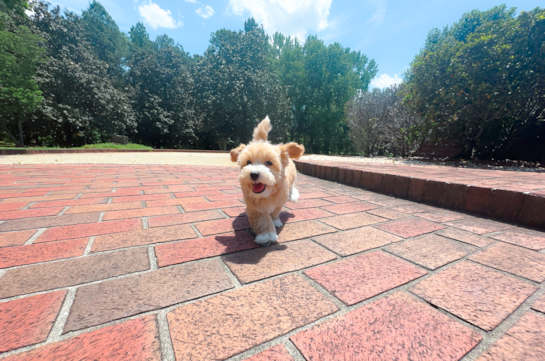 Maltipoo Puppy for Adoption