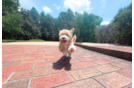 Maltipoo Pup Being Cute