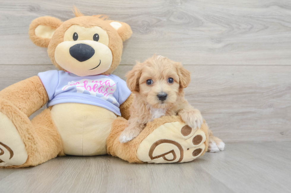 5 week old Maltipoo Puppy For Sale - Simply Southern Pups