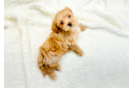 Cute Maltipoo Baby