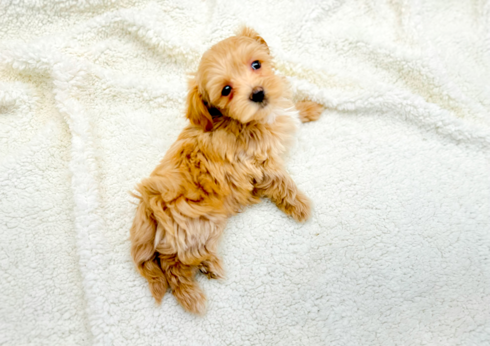 Cute Maltipoo Baby