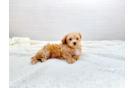 Cute Maltipoo Baby