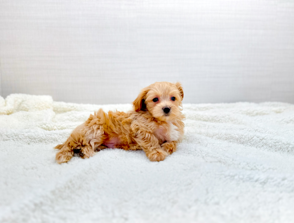 Cute Maltipoo Baby