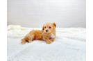 Maltipoo Pup Being Cute