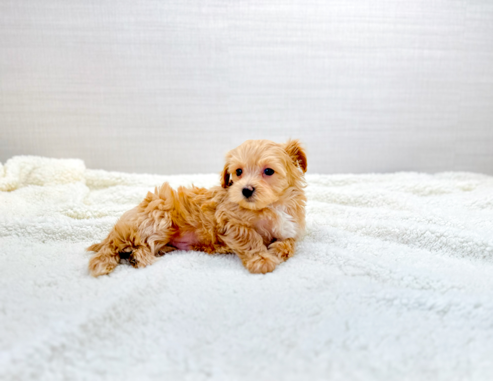 Maltipoo Pup Being Cute