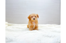 Maltipoo Puppy for Adoption