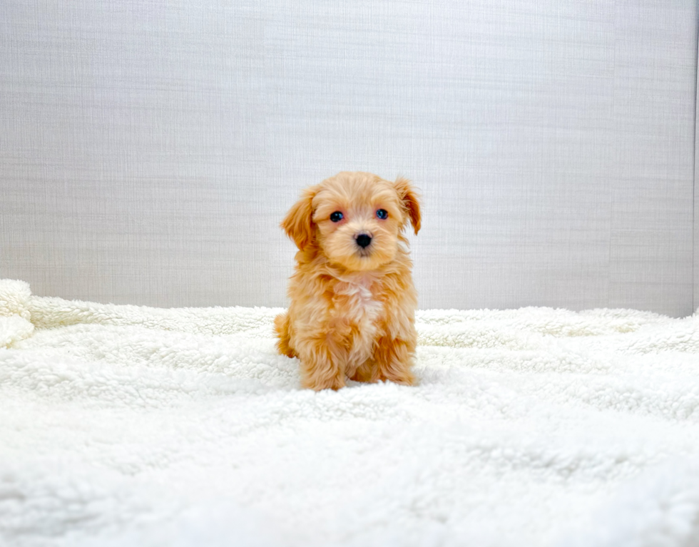 Maltipoo Puppy for Adoption