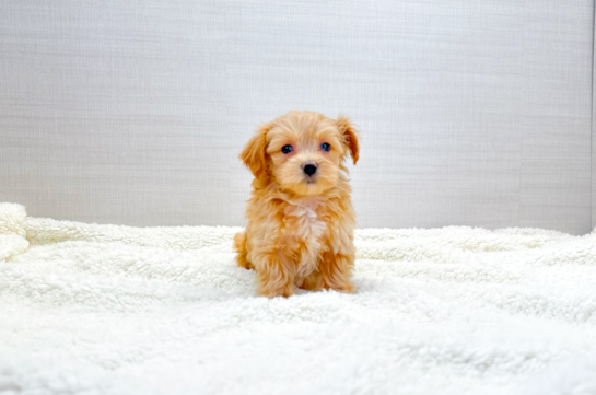 Maltipoo Puppy for Adoption