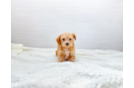 Cute Maltipoo Baby