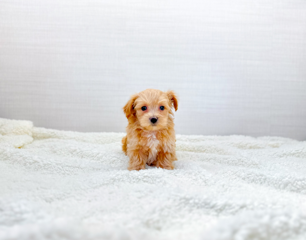 Cute Maltipoo Baby