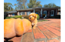 Maltipoo Puppy for Adoption