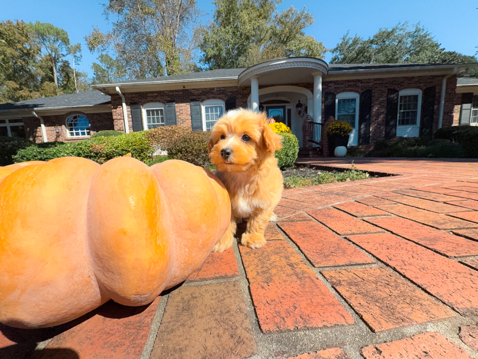 Maltipoo Puppy for Adoption