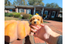 Maltipoo Puppy for Adoption