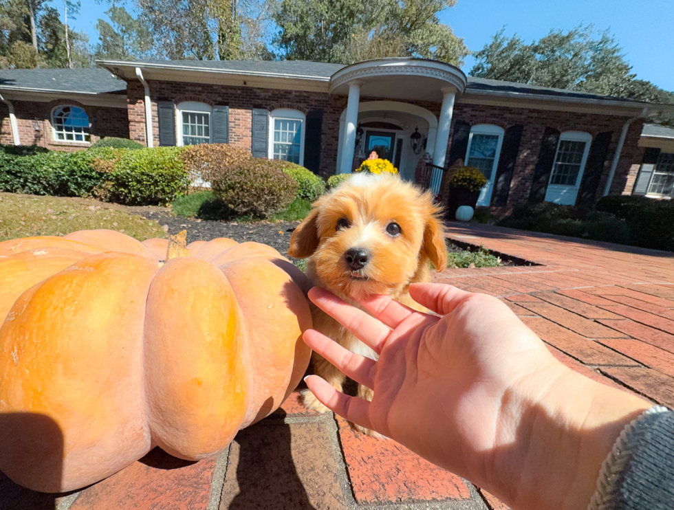 Maltipoo Puppy for Adoption