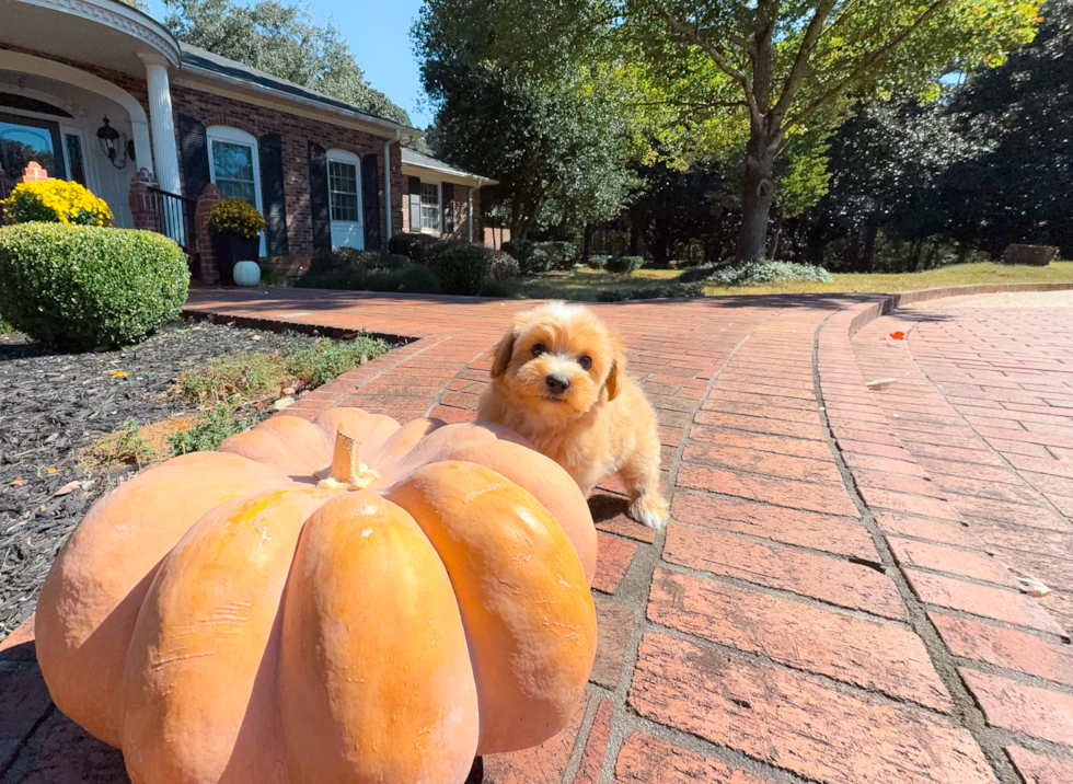Cute Malt a Poo Poodle Mix Puppy