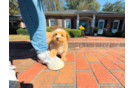 Cute Malt a Poo Poodle Mix Puppy