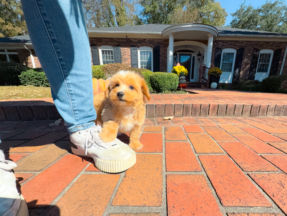 Cute Malt a Poo Poodle Mix Puppy