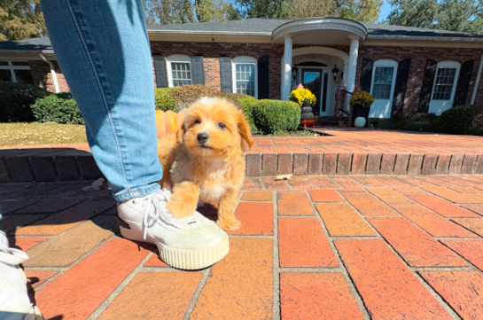 Cute Malt a Poo Poodle Mix Puppy