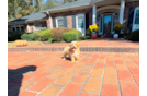 Maltipoo Puppy for Adoption