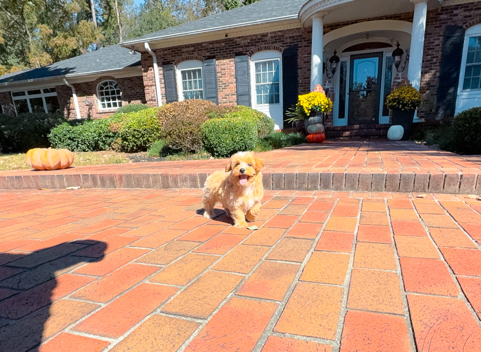Maltipoo Puppy for Adoption