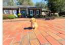 Cute Malt a Poo Poodle Mix Puppy