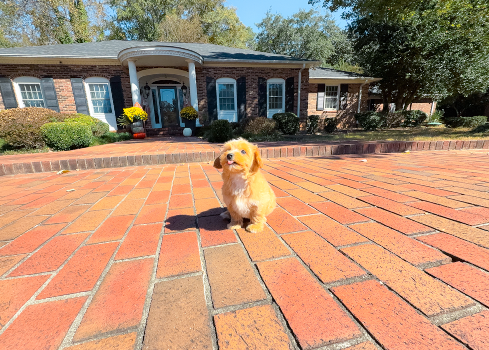 Cute Malt a Poo Poodle Mix Puppy