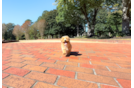 Maltipoo Pup Being Cute