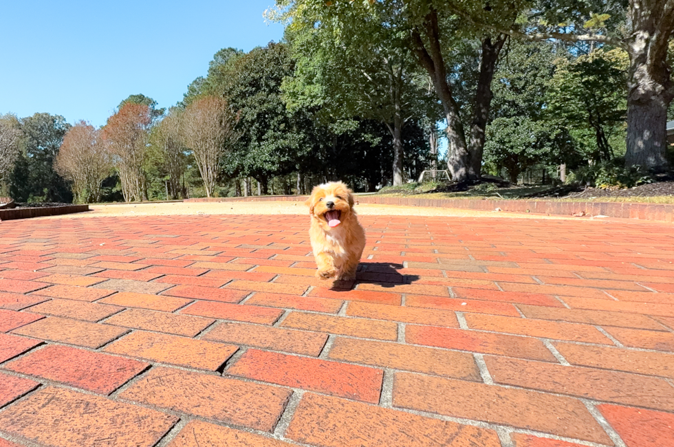 8 week old Maltipoo Puppy For Sale - Simply Southern Pups