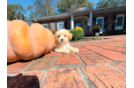 Cute Maltipoo Baby
