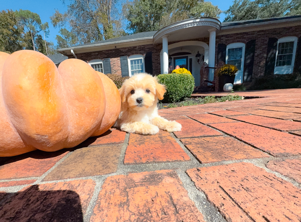 Cute Maltipoo Baby