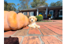 Cute Malt a Poo Poodle Mix Puppy