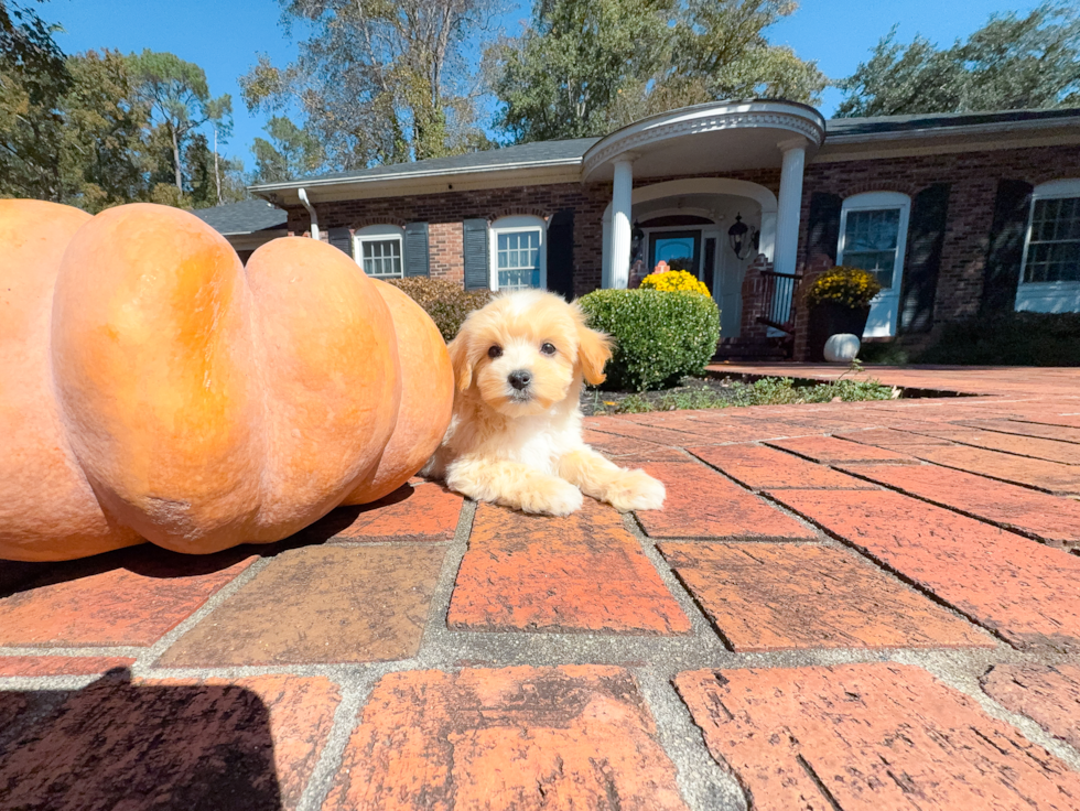 Cute Malt a Poo Poodle Mix Puppy