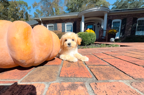 Cute Malt a Poo Poodle Mix Puppy