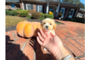 Maltipoo Puppy for Adoption