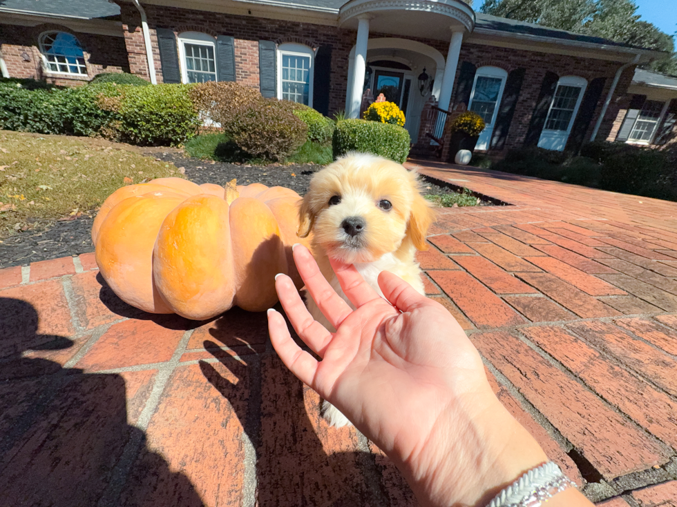 Maltipoo Puppy for Adoption