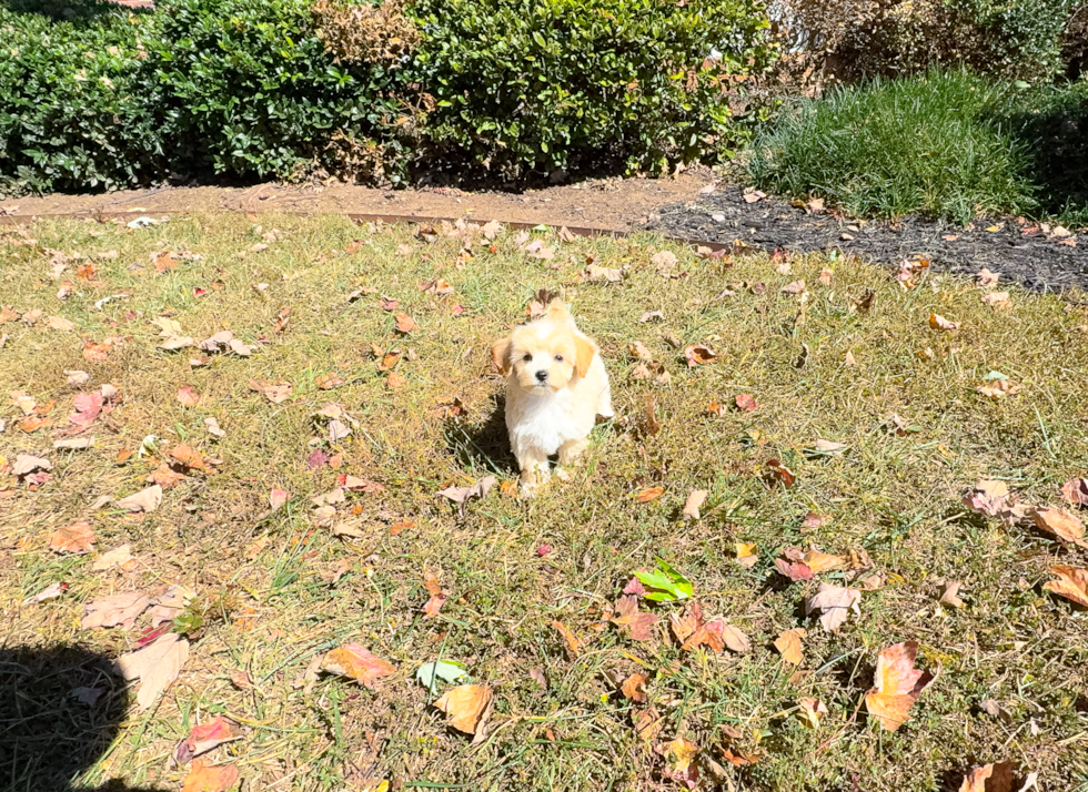 Maltipoo Puppy for Adoption