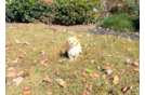 Best Maltipoo Baby