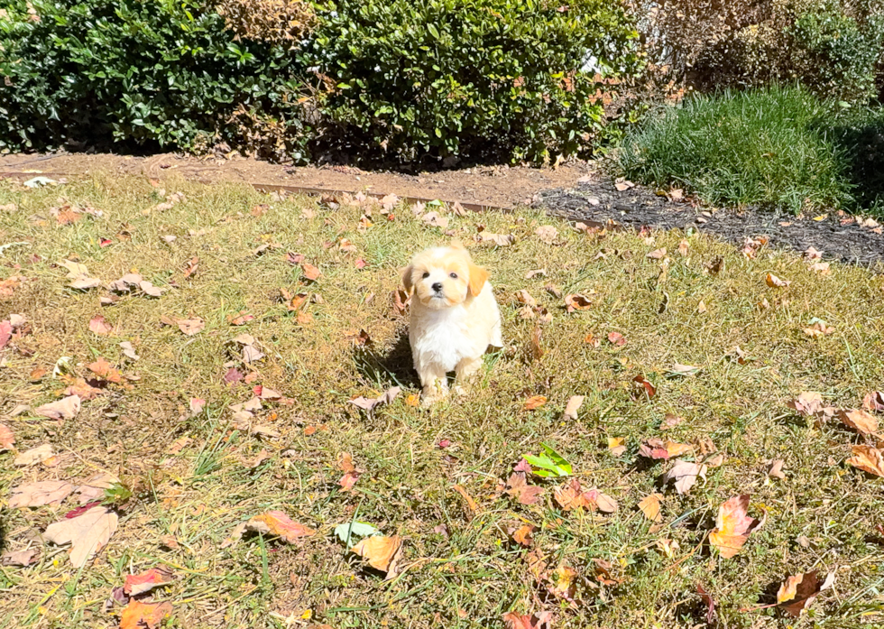 Best Maltipoo Baby
