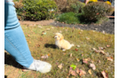 Cute Malt a Poo Poodle Mix Puppy