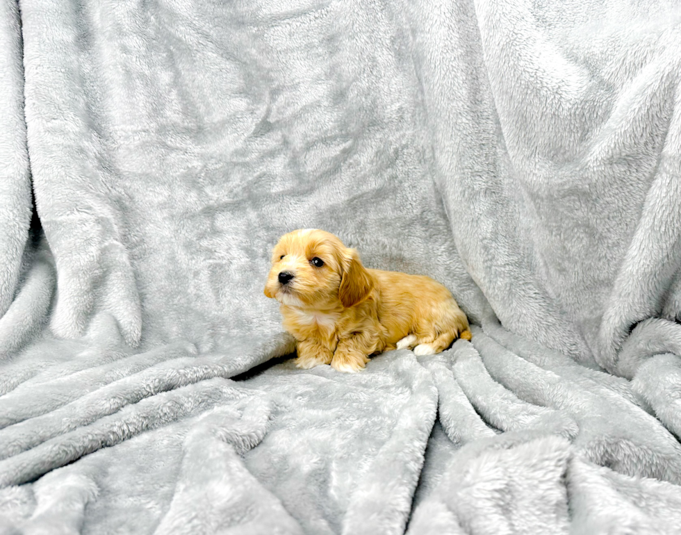 Best Maltipoo Baby