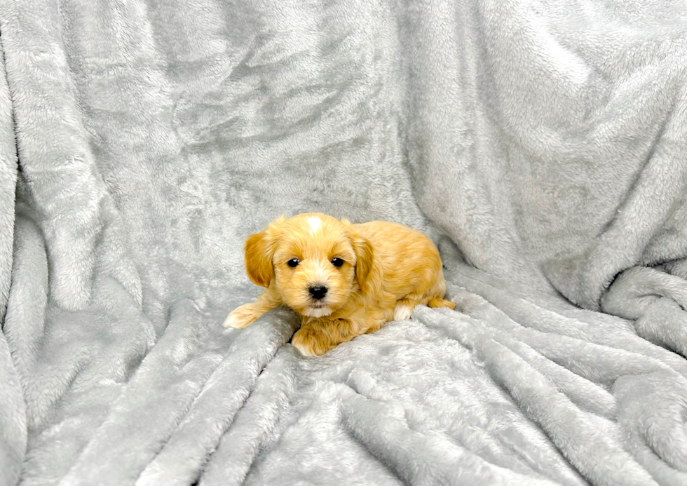 Best Maltipoo Baby