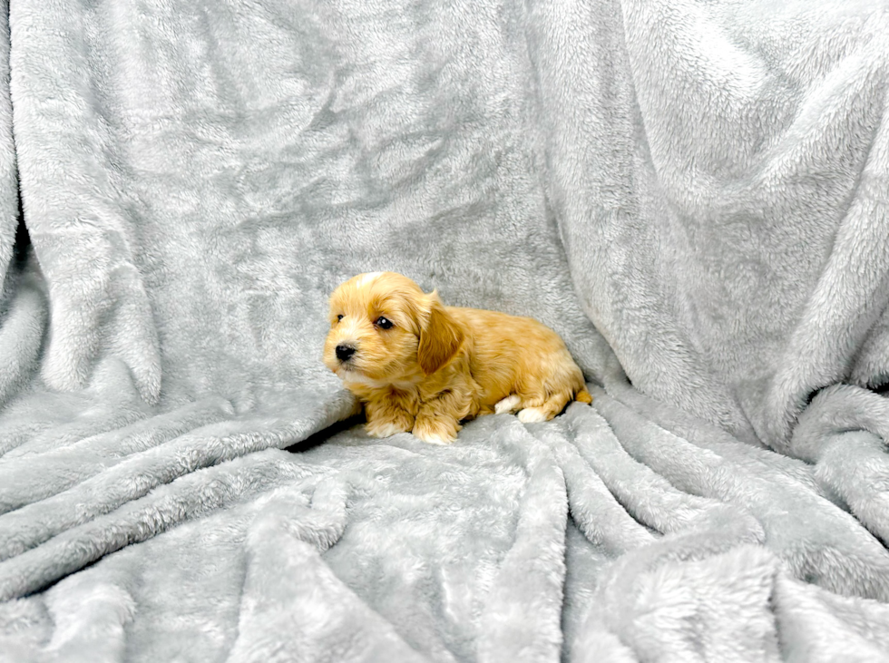 Cute Maltipoo Baby