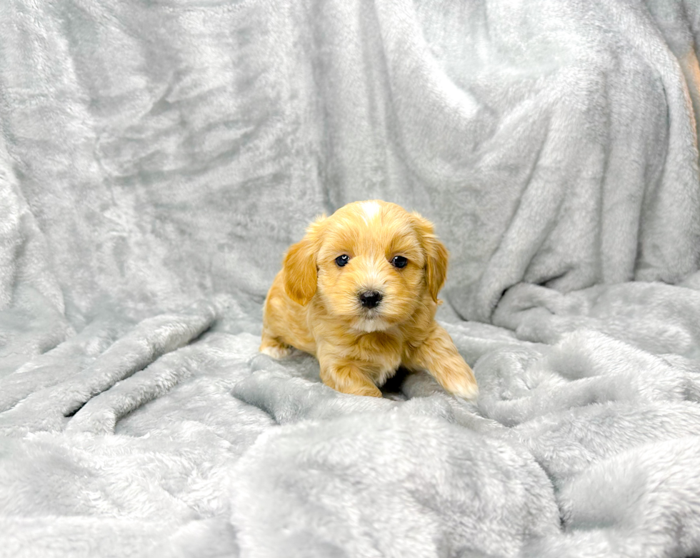 Cute Malt a Poo Poodle Mix Puppy