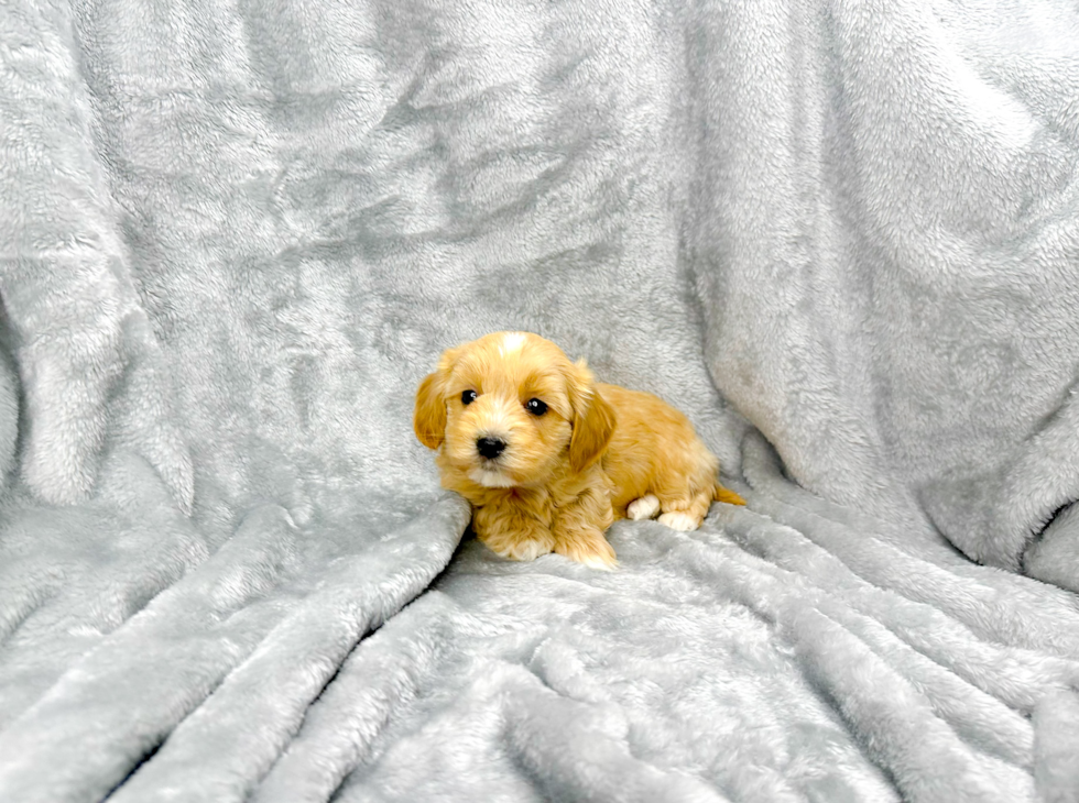 Cute Maltipoo Baby