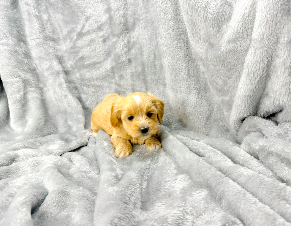 Cute Malt a Poo Poodle Mix Puppy