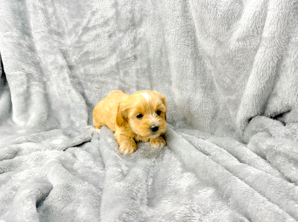 Maltipoo Puppy for Adoption