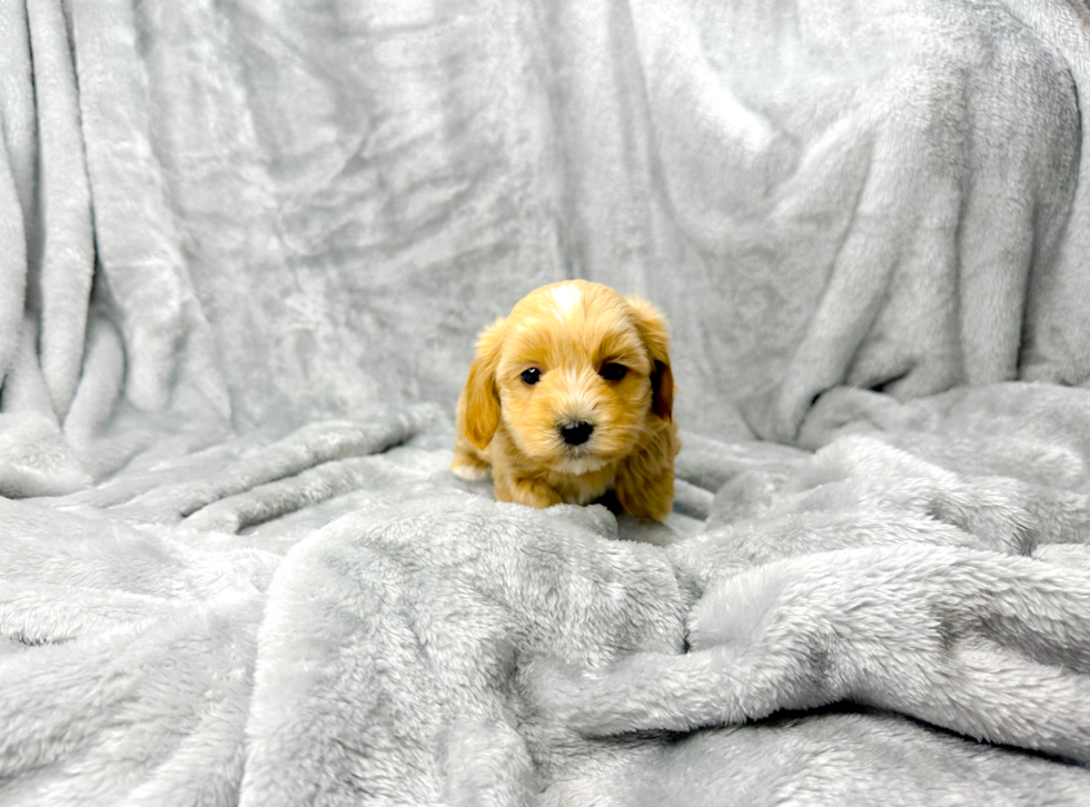 Maltipoo Pup Being Cute