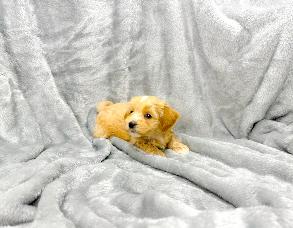 Maltipoo Puppy for Adoption