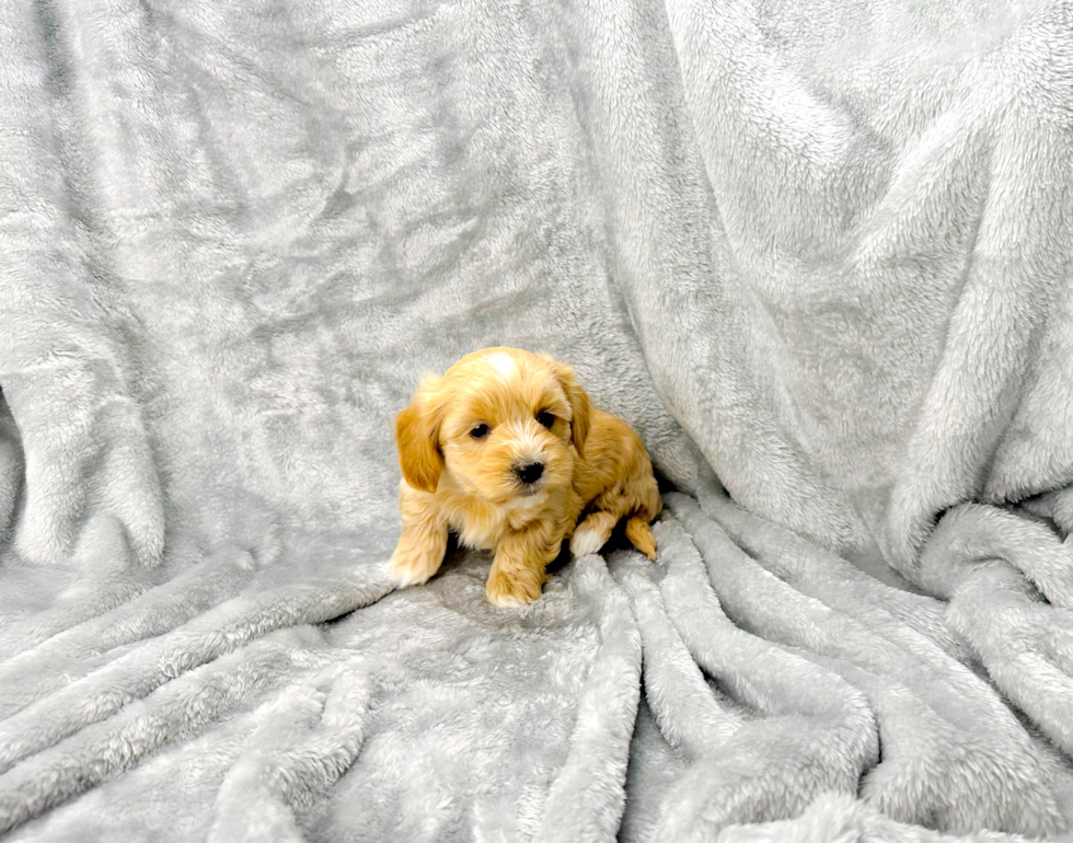 Cute Maltipoo Poodle Mix Pup