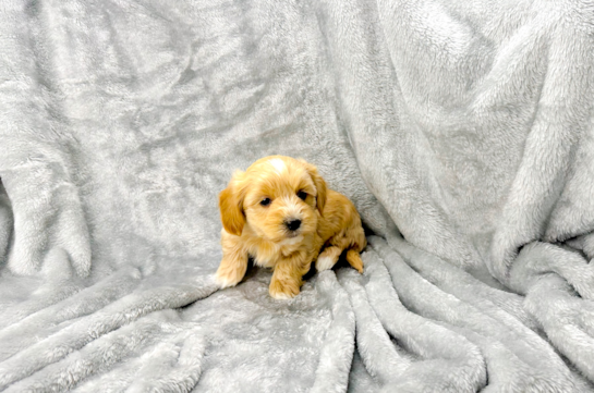 Cute Maltipoo Poodle Mix Pup